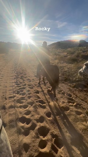 Rocky on a conditioning Ride this afternoon - the camera function makes Erna look bigger on him and he looks smaller - so weird. #lthrocky #ltharabianrescue | Love this Horse, Equine Rescue Inc.