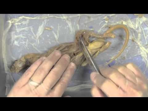 Rat Dissection: Muscles (Part 2)