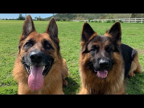 The Diary of German Shepherds | 1