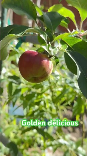 Golden Delicious Apple 🍎
