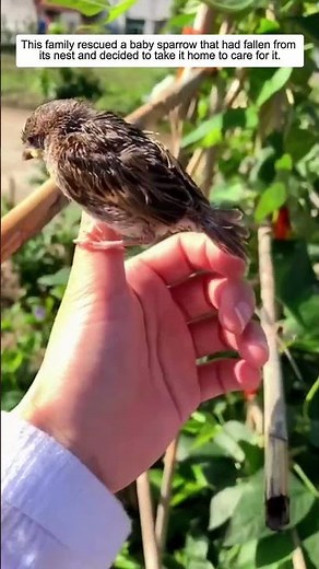 Baby Sparrow Rescued Just in Time.