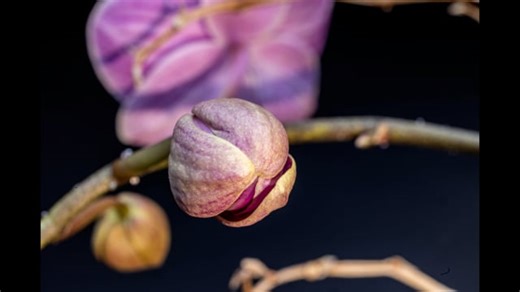 Orchid, Flower, Bloom. Free Stock Video