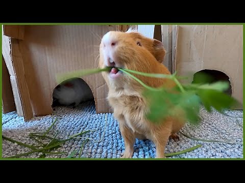 How do guinea pigs eat so fast?