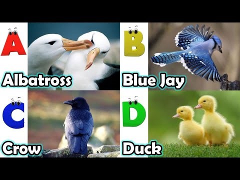 Birds Alphabet Song | ABC Safari Animals 18TH3075 | Nursery Rhyme for Kids | FT Kids Show