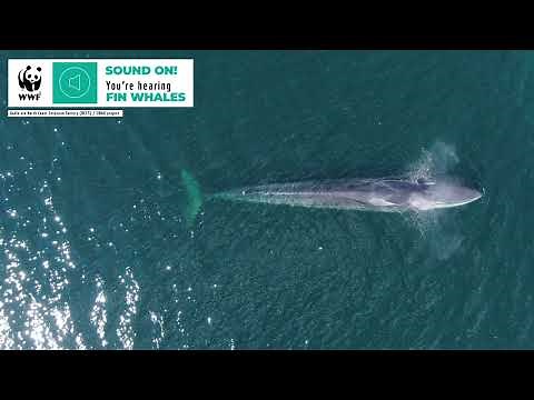 Whale Sounds | Fin Whale