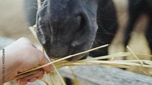 closeup human hand with straw and horse muzzle . horse sniffs a feed from human hands Stock Video
