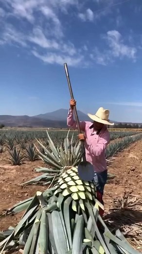 Proceso de Elaboración del Tequila: Guía Paso a Paso
