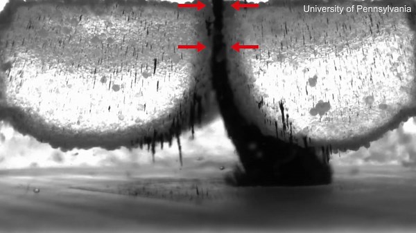 Scientists have created a swarm of shapeshifting microrobots that clean teeth