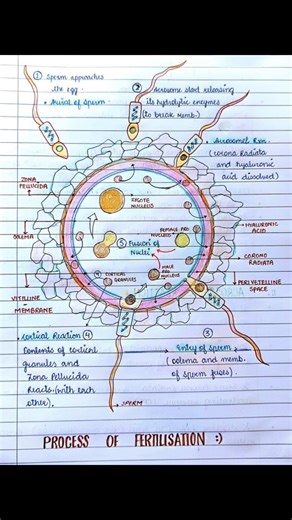 Process of Fertilisation in Humans | Easy Diagram Explanation 🧬 Class 10 Biology