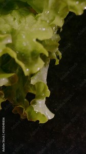 SUPER SLOW MOTION, CLOSE UP, PROBE LENS: Falling fresh lettuce in slow motion on black background. Close up of green lettuce downfall and spraying water drops. Detailed view of flying lettuce.