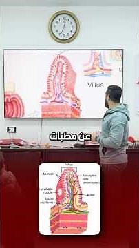 Digestion and Absorption in the Intestines