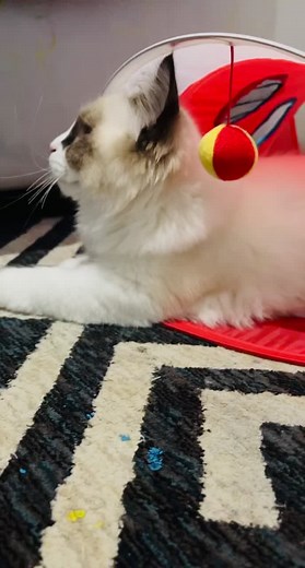 Grumpy_Boss_Cat on TikTok