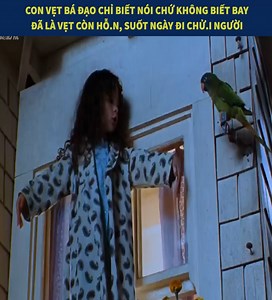 1.1M views · 27K reactions | 401. Con vẹt bá đạo chỉ biết nói chứ không biết bay, đã là vẹt còn hỗ.n, suốt ngày đi chử.i người #phimhay | Check it sport shop | Facebook