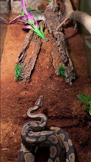 **Live Ball Python Feeding** (Viewer Discretion Is Advised)