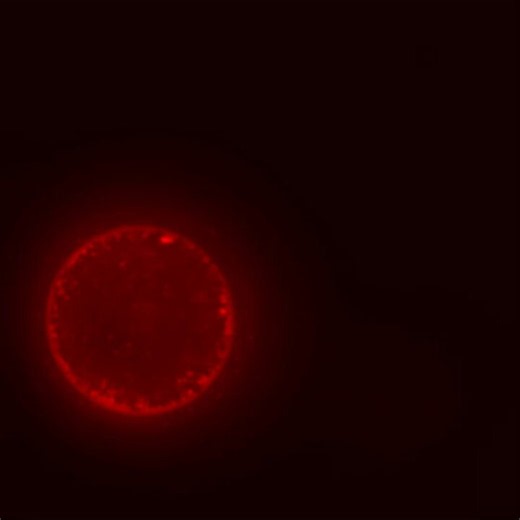 Impressive integration work, but the hype outpaces the paper. This "synthetic cell with a complete cell cycle" (Gaut et al. https://t.co/Ug7qTwGzMA) has big caveats the headlines skip:1) The 5-generation "cell cycle" used mechanical extrusion for division, not the genetically encoded division. Those were separate experiments. The full autonomous cycle was never run for 5 gens.2) It's an extreme heterotroph: ribosomes, polymerases & the entire PURE system are fed in via feeder liposomes. The cell