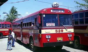 Philippine Rabbit - Alchetron, The Free Social Encyclopedia