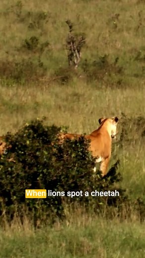 Lions and cheetahs often find themselves at odds. 🦁 As apex predators, lions dominate the food chain and can pose a significant threat to cheetahs, particularly during territorial disputes or over food sources. Lions may chase off or even attack cheetahs to assert dominance or eliminate competition for prey. For cheetahs, survival means staying vigilant and avoiding direct confrontation with these powerful adversaries. Their speed and stealth are their best defenses, but encounters highlight th