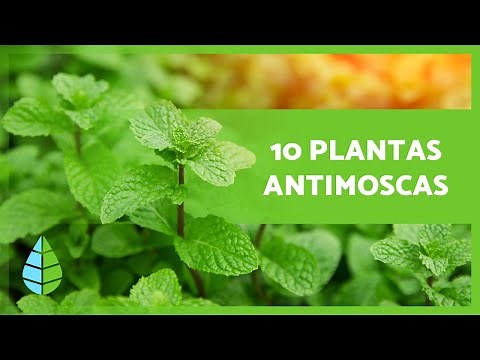 10 PLANTAS para AHUYENTAR las MOSCAS 🦟❌ (Interior y Exterior)