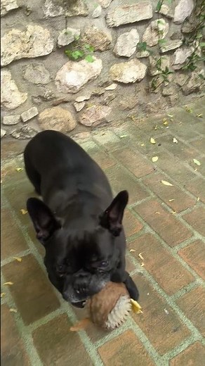 Abril the dog, French Bulldog, pure muscle, pure strength and the most affectionate and playful 🐕😍