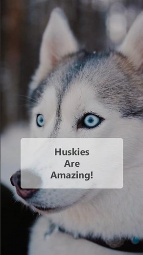 Why Siberian Huskies Make The BEST Winter Dogs?