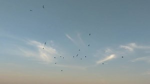Birds, Uk, Seagull, Nature