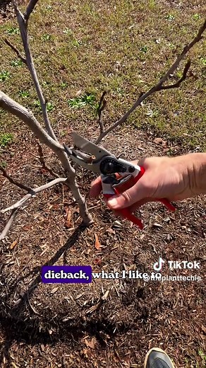 How to Prune Your Fig Trees: Bush vs. Tree Method