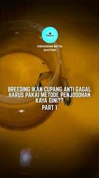 BREEDING CUPANG PART 1 #shorts #bettafish #fishkinian #education #ikancupang #youtubeshorts #yt