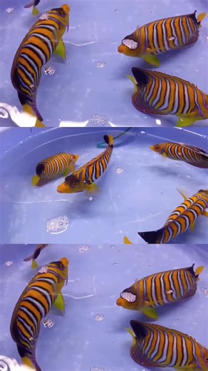 11 reactions | The Regal Angelfish may be known for its delicate...