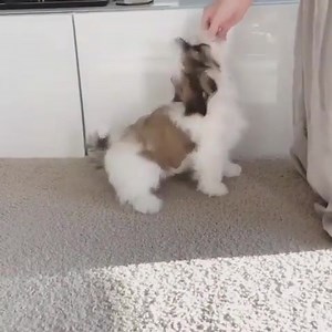 14K views · 910 reactions | Tricks for treats  IG: adailycupofmojo | Shih Tzu | Facebook
