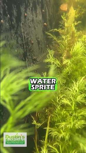 Water Sprite VS Water Wisteria❓