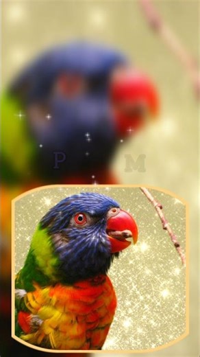 This Bird Looks Unreal 🌈 Rainbow Lorikeet #Shorts