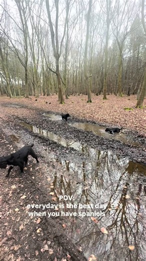 Spaniels Embrace Every Day as Their Best Day