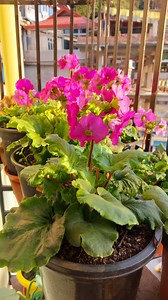 5.9K views · 109 reactions | The primula, a whisper of color against the chill, a brushstroke of hope on winter's canvas. #primula #flowers #flowerstagram | Flower lovers | Facebook