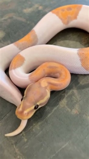 Banana Ball Python #shorts #short #shortvideo #cute #pets #reptiles #snake #python #wildlife