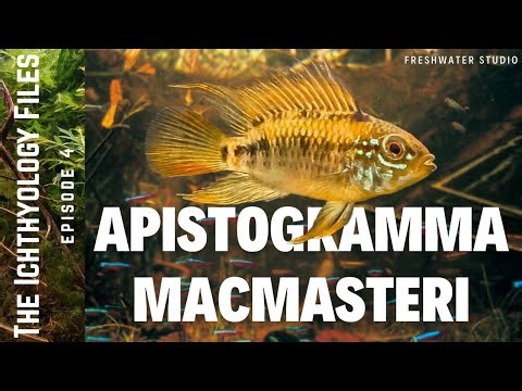 APISTOGRAMMA MACMASTERI || Cinematic Beauty: The Wild Colors of Apistogramma Macmasteri
