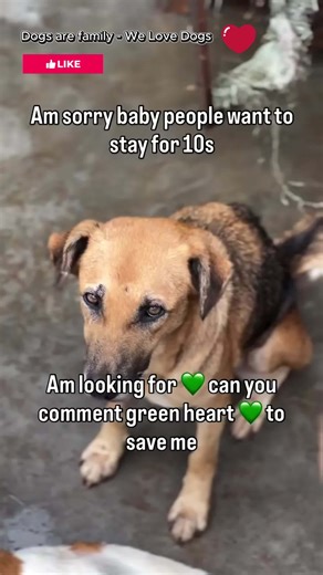 💚 | Dogs are family - We Love Dogs