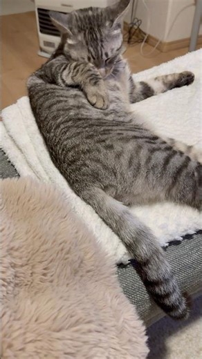 【のあちゃん】エンドレス毛繕いする一歳のキジトラ猫ちゃん