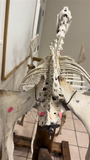 Understanding Horse Spinal Biomechanics