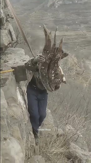 Climb Cliff To Get fossil Plant !