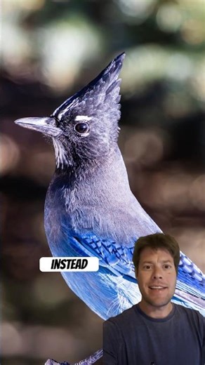 Invisible Bird Border in Colorado!