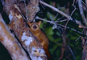 Coquerel's giant mouse lemur - Alchetron, the free social encyclopedia
