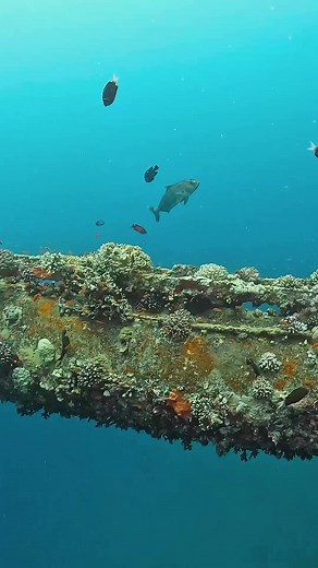 10K views · 238 reactions | HAPPINESS IS … Finding a Blackbanded Jack on the Cedar Pride.  Do you have these beauties where you dive?  Cedar Pride Shipwreck - Aqaba Jordan  GoPro 11 #jackfish #shipwreck #shipwrecks #uwvideography #uwvideo #uwvideographer #gopro #gopro11 #scuba #scubadiving #scubadive #tauchen #duiken #buceo #plongée #immersioni #deepblue #deepbluedivecenter #padi #onlyone #fyp #wreckdive #wreckdiver #wreckdive | Catherine Anne Underwater Photography | Facebook