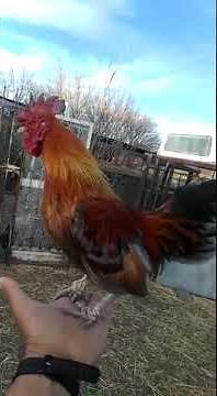 Gallo Aliquin