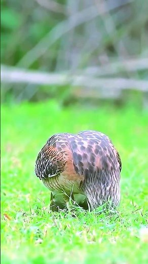 Majestic Hawk Hunting on the Ground | Nature's Precision in Action