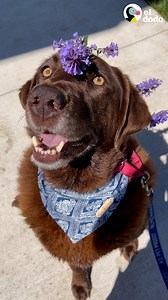 320K views · 8K reactions | Labrador chocolate que pasó meses en el refugio no confiaba en nadie, hasta que su papá de paso le dio un baño en la piscina para niños ❤️ | El Dodo | Facebook