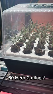 Just look at this Bio Dome now after today’s live workshop! 😍 Earlier today, I filled a 60-cell Park Seed Bio Dome with thyme, rosemary, and mint cuttings. Every single cell is a future plant, holiday gift, or spot in the garden… all from plants I already had! 🌿🙌 I also grabbed a quick screen recording to show how I set up my Bio Dome inside the Visual Garden Planner in the Seed to Spoon app so I can: • See exactly which cells are thyme, rosemary, and mint • Keep track of how each cutting is 