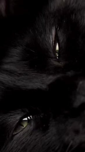 11 reactions | In witchcraft, black cats are often seen as...