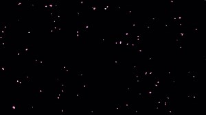 Cherry blossom animated overlay.  1080p - 30 fps - alpha channel (1) Premium Stock Video Footage