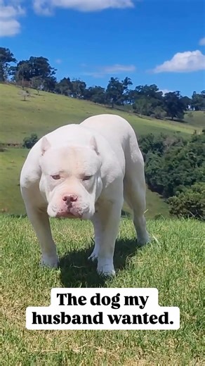 The dog my husband wanted !