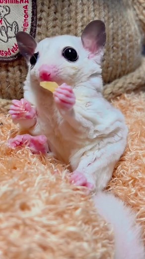 Adorable Sugar Glider Enjoying Sweets